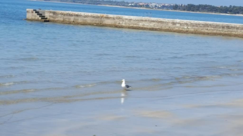 Helena * Umag